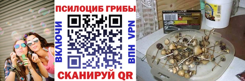 Псилоцибиновые грибы Psilocybine cubensis  где купить   MEGA ТОР  Междуреченск 